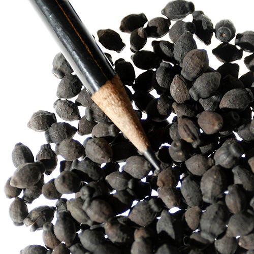 White Four O'Clock Seeds - Image 3
