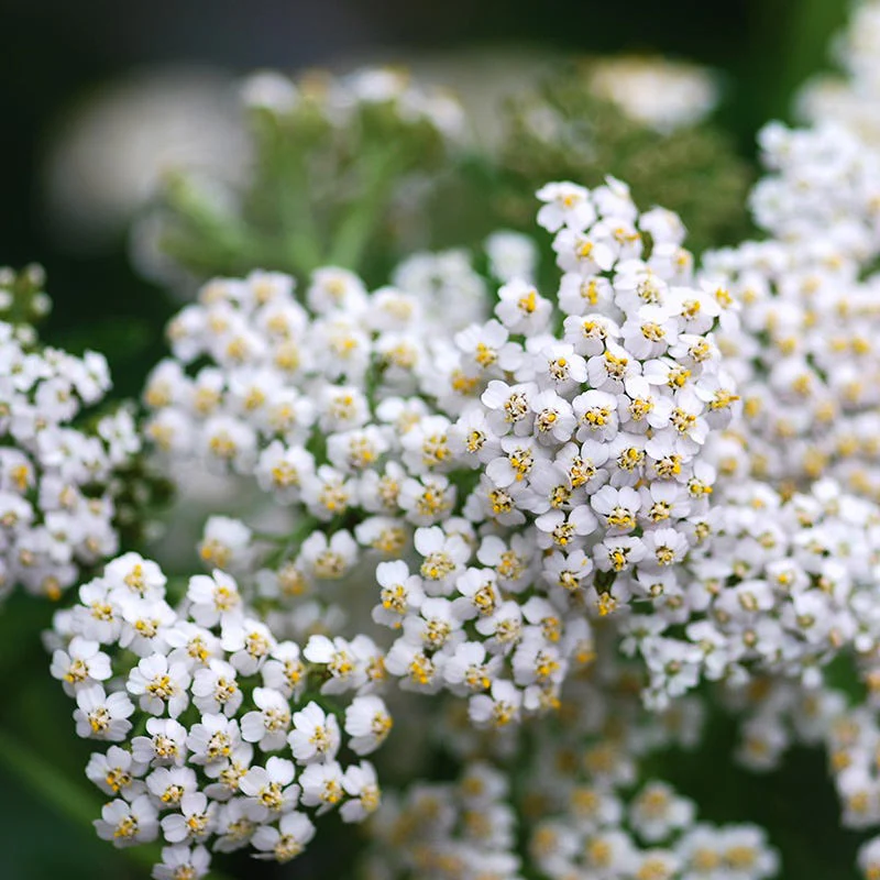 White Yarrow Seeds - Image 3