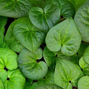 Wild Ginger Seeds - Image 3