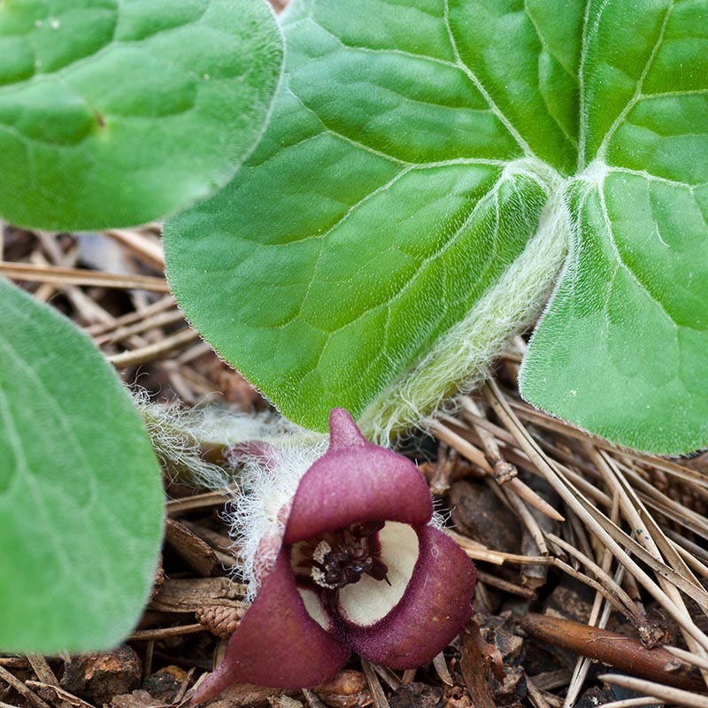 Wild Ginger Seeds - Image 4