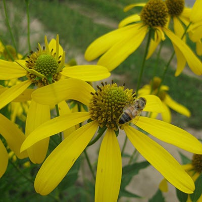Wild Golden Glow Seeds - Image 2