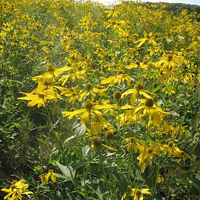 Wild Golden Glow Seeds - Image 5