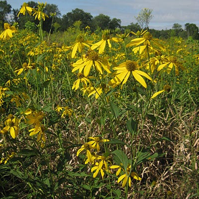 Wild Golden Glow Seeds - Image 7