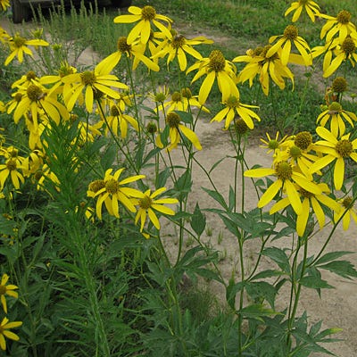 Wild Golden Glow Seeds - Image 8