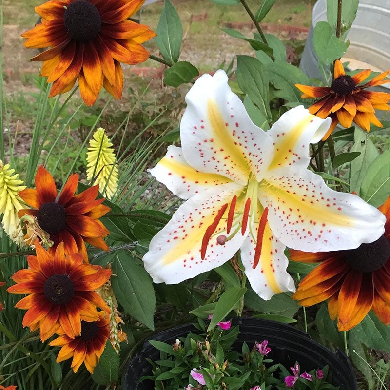 Wild Golden Rayed Lily of Japan Bulbs - Image 2