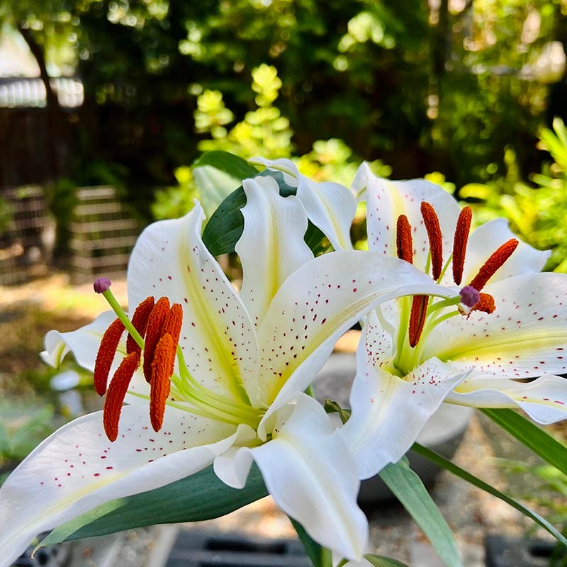 Wild Golden Rayed Lily of Japan Bulbs - Image 3
