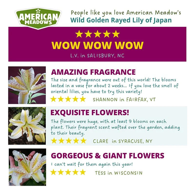 Wild Golden Rayed Lily of Japan Bulbs - Image 4