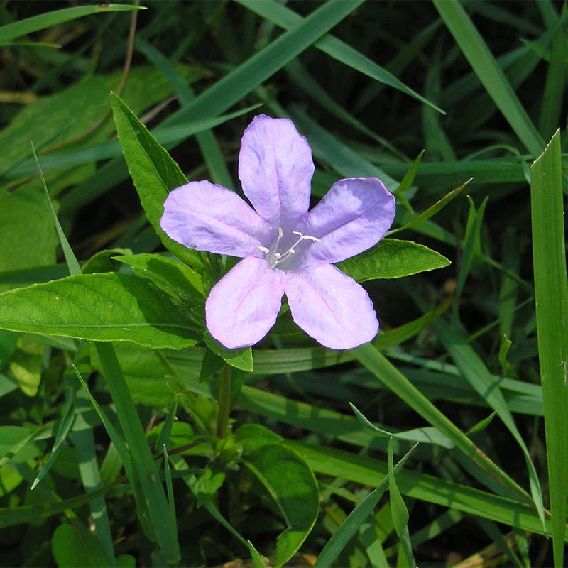 Wild Petunia Seeds - Image 2