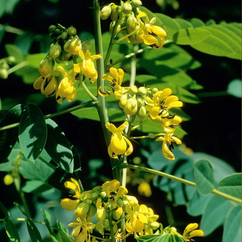 Wild Senna Seeds - Image 2