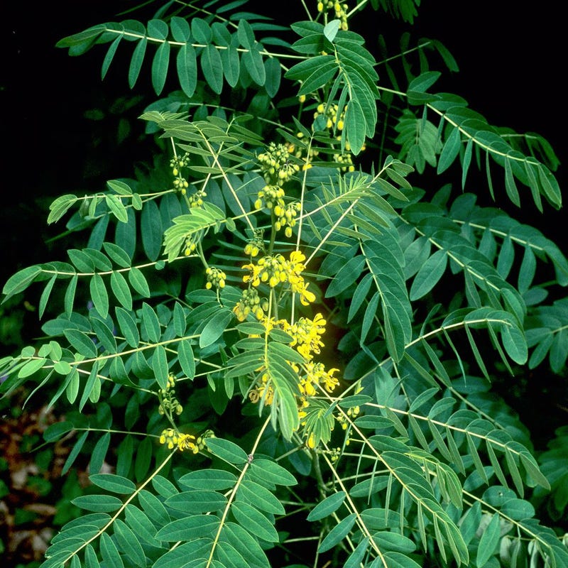 Wild Senna Seeds - Image 3