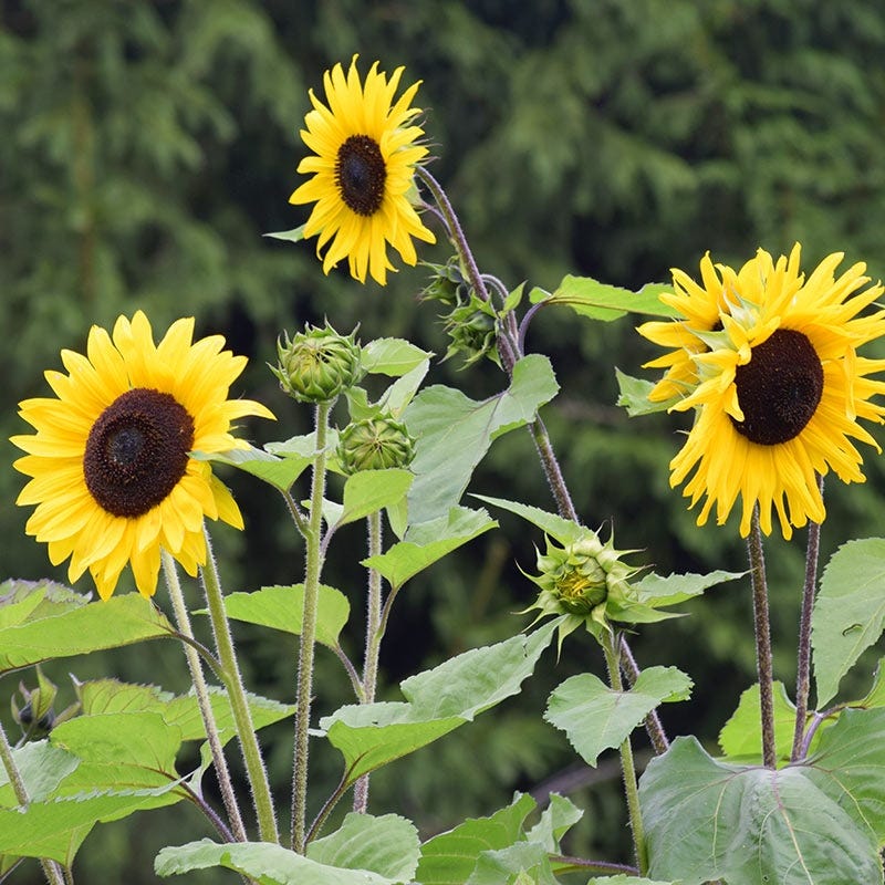 Wild Sunflower Seeds - Image 2
