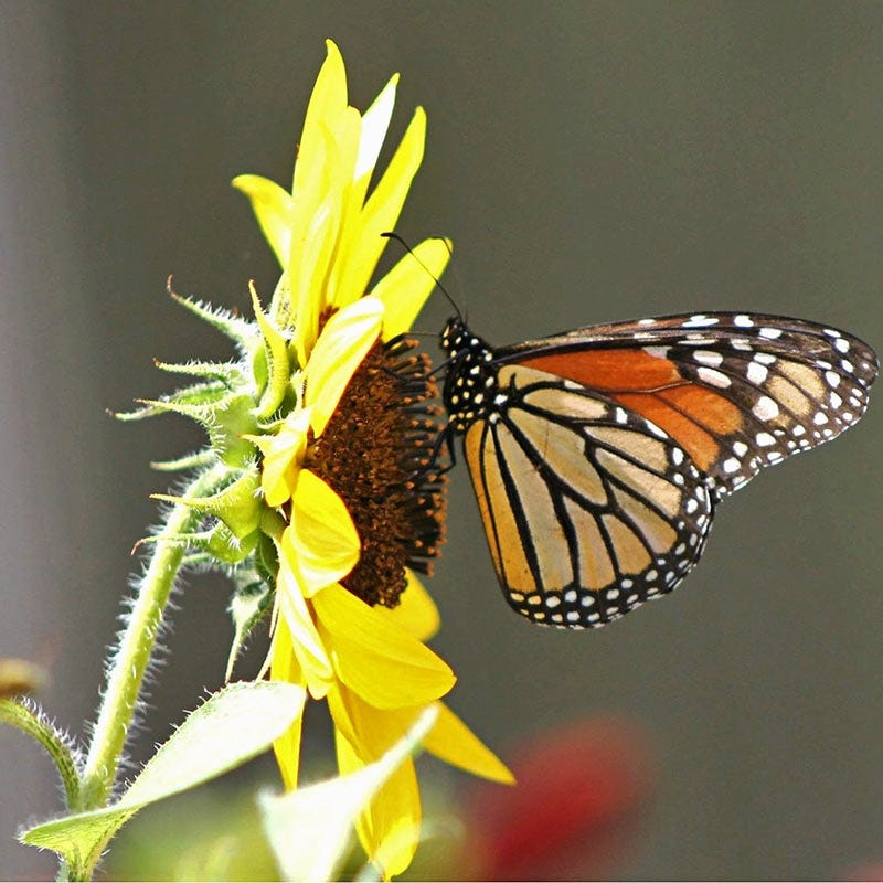 Wild Sunflower Seeds - Image 3
