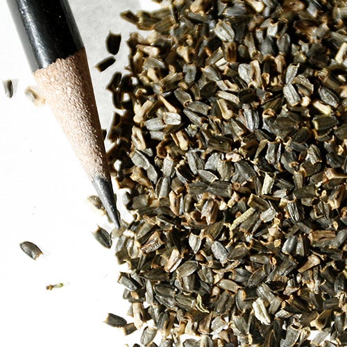 Yellow Prairie Coneflower Seeds - Image 5