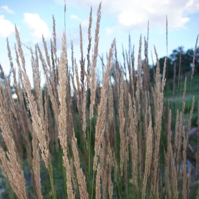Yellow Prairie Grass Seeds - Image 2
