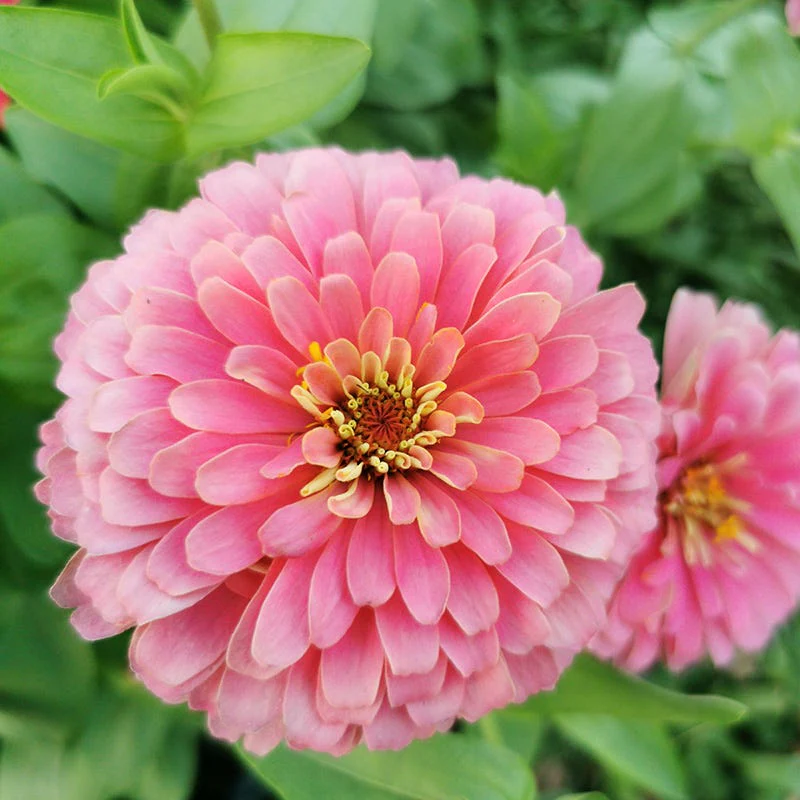 Bubblegum Zinnia Seed Mix - Image 2