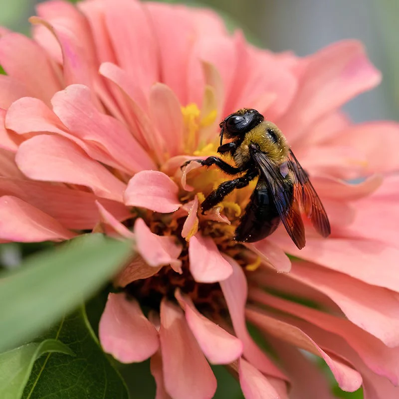 Bubblegum Zinnia Seed Mix - Image 4