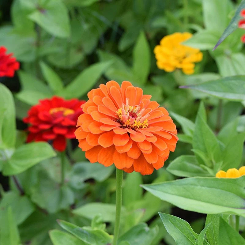 Lava Lamp Zinnia Seed Mix - Image 3