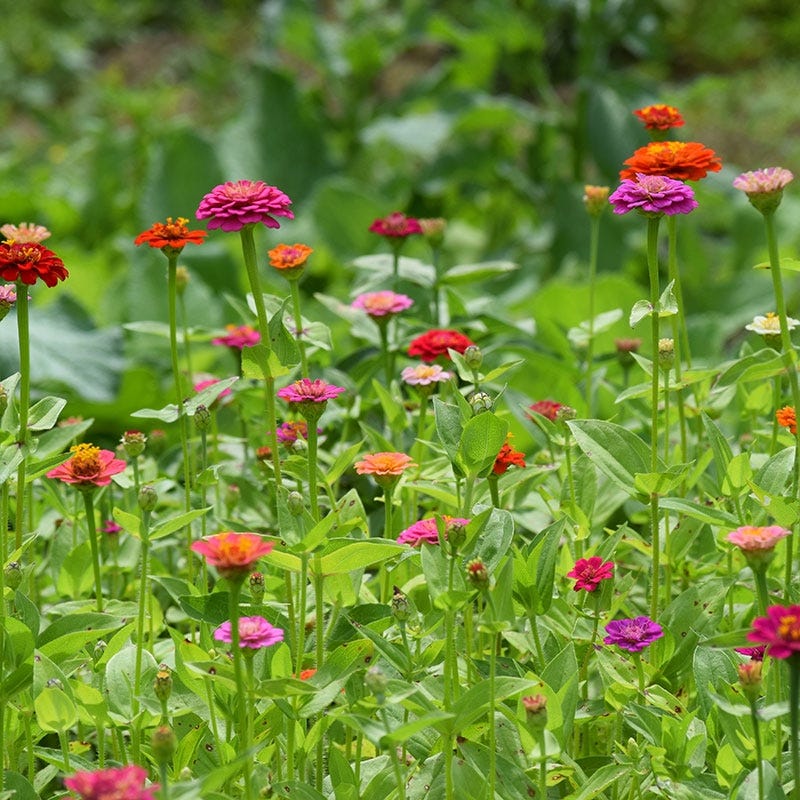 Lilliput Zinnia Seeds - Image 2
