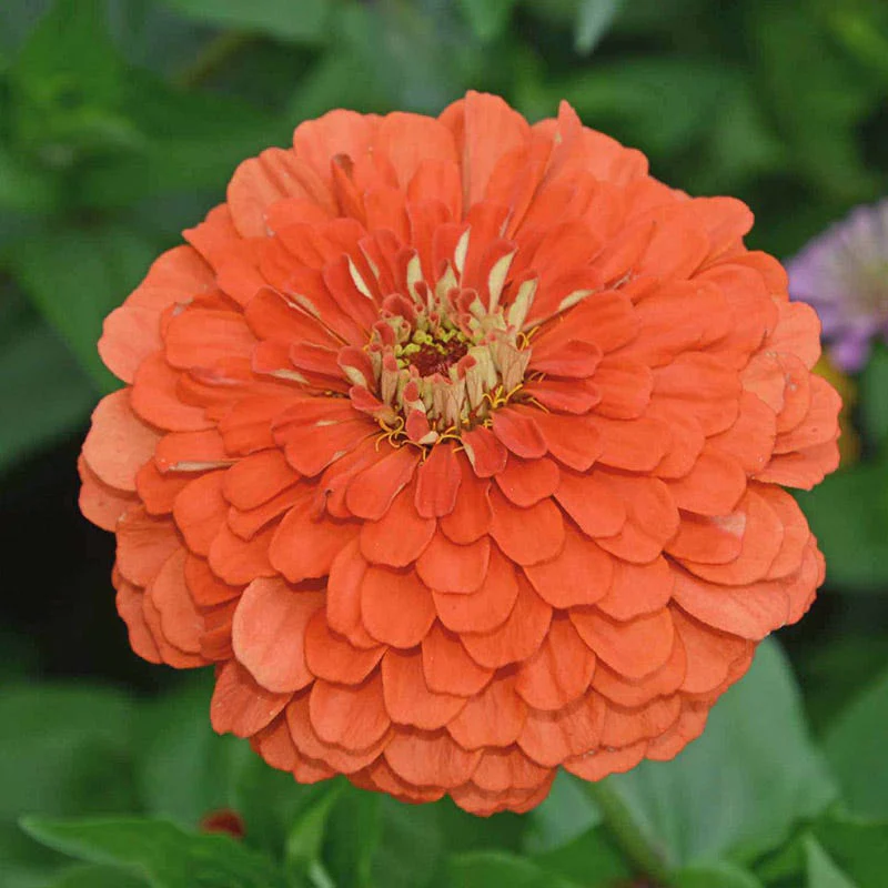 Peachy Keen Zinnia Seed Mix - Image 2