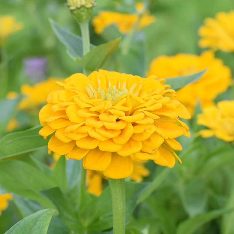 Peachy Keen Zinnia Seed Mix - Image 3