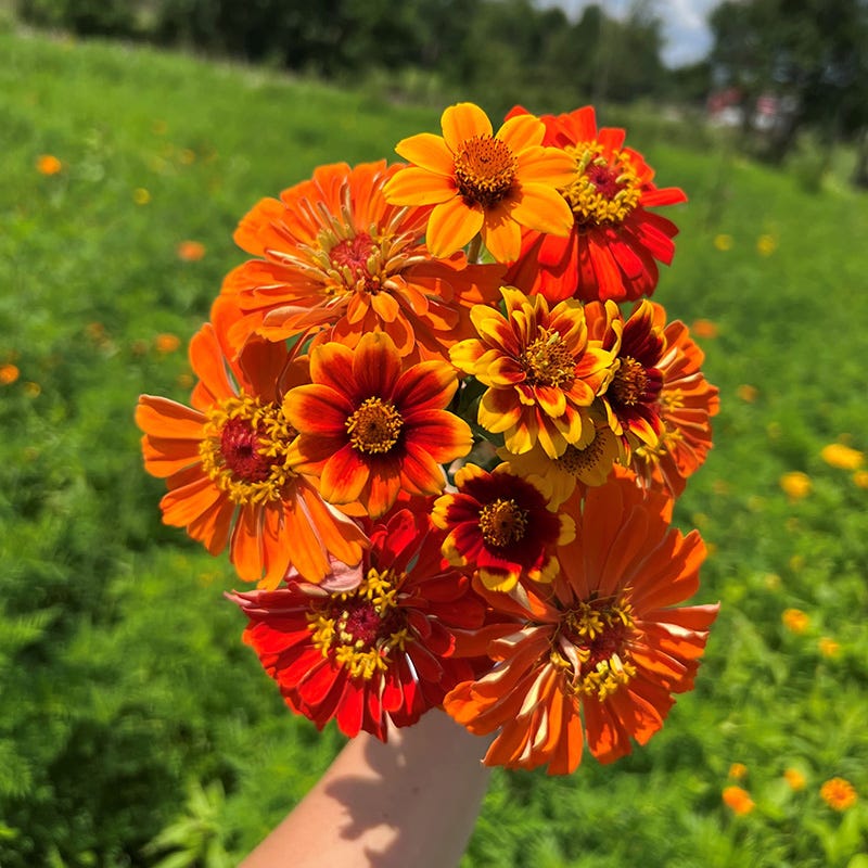South Of The Border Zinnia Seed Mix - Image 2