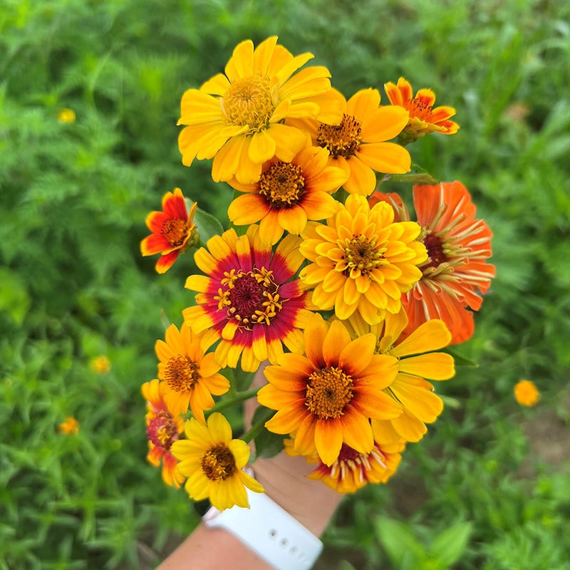 South Of The Border Zinnia Seed Mix - Image 3