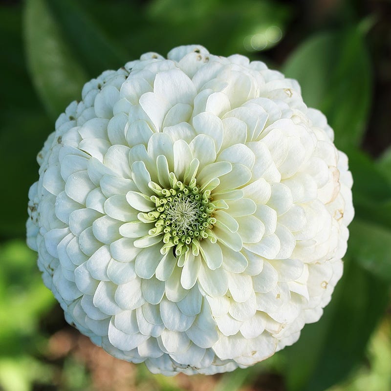 Tickled Pink Zinnia Seed Mix - Image 2