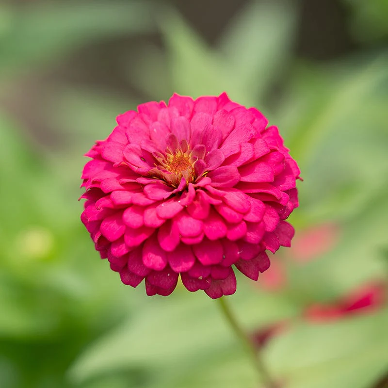 Tickled Pink Zinnia Seed Mix - Image 3