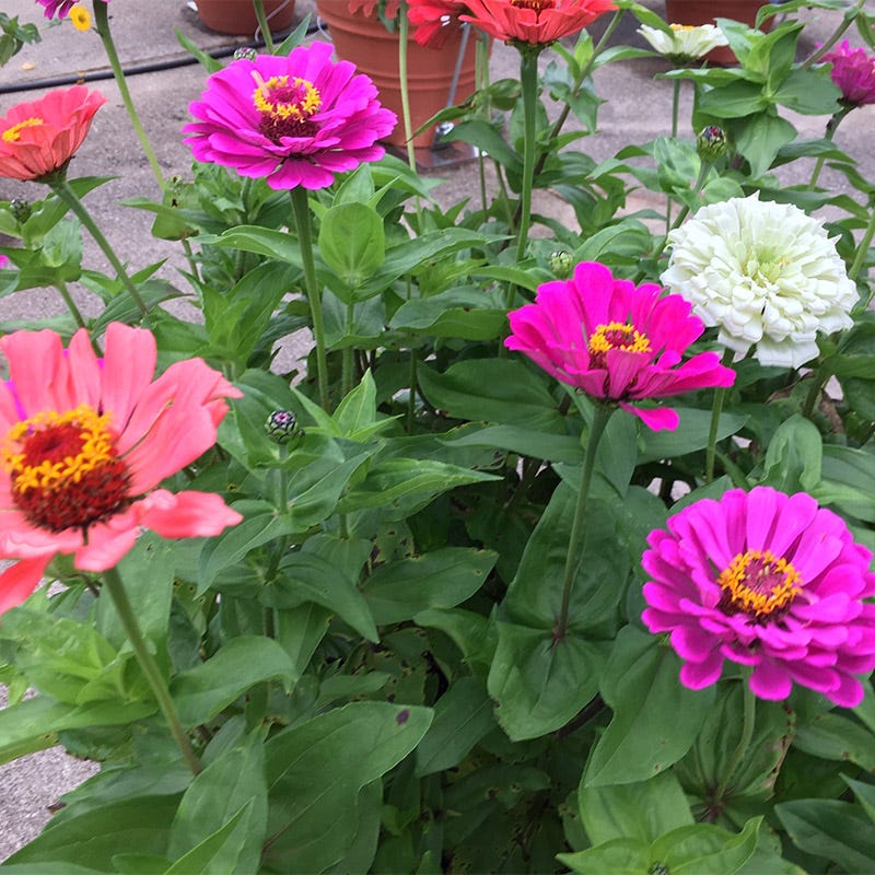 Under The Sea Zinnia Seed Mix - Image 2