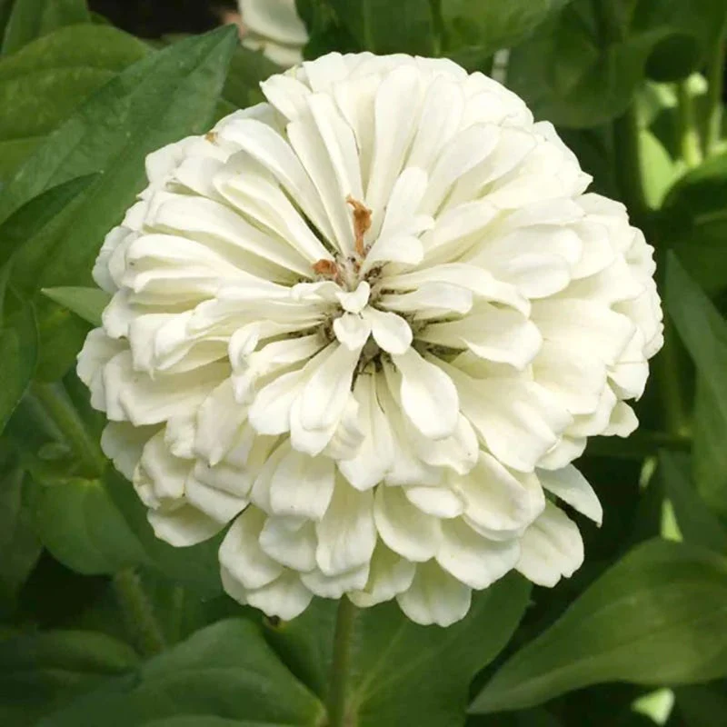 Zesty Citrus Zinnia Seed Mix - Image 3