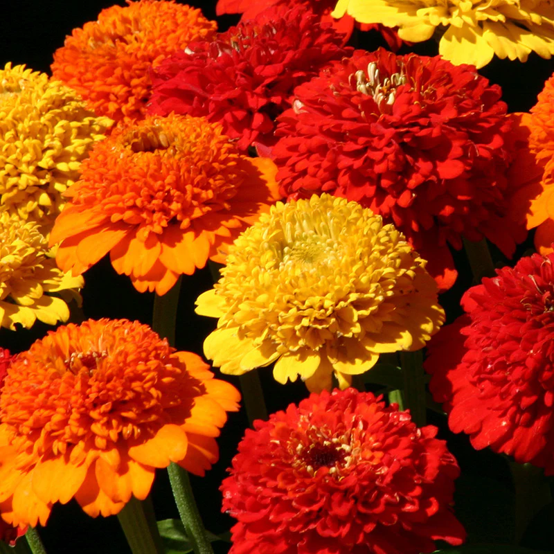 Petal Parade Zinnia Seed Packet Set - Image 3