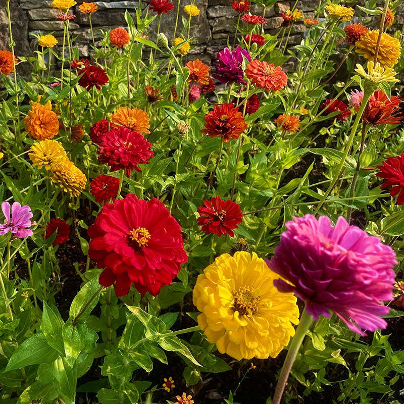 California Giants Zinnia Seeds - Image 4