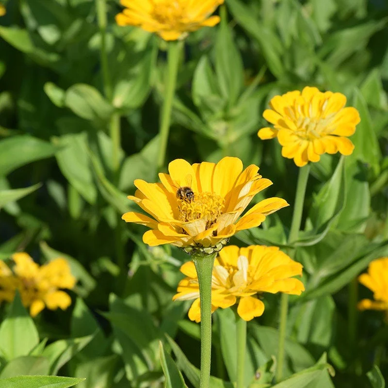 Canary Bird Zinnia Seeds - Image 2