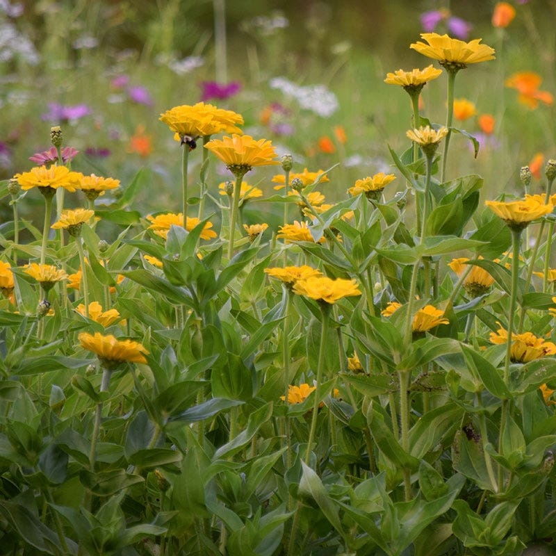 Canary Bird Zinnia Seeds - Image 4