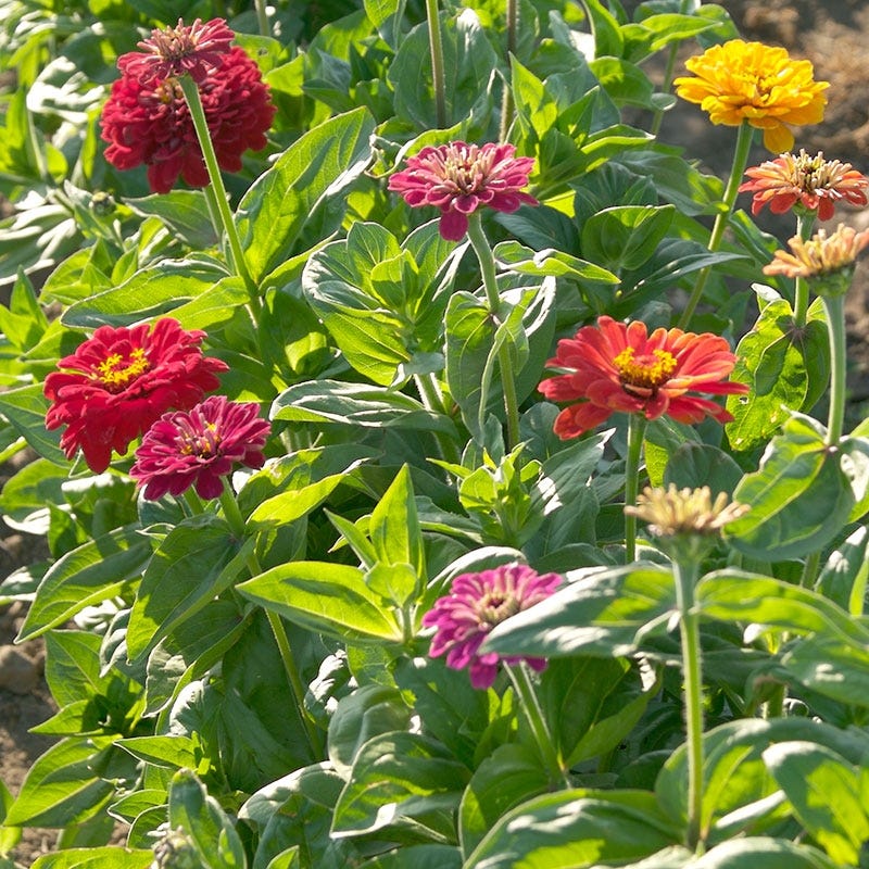 Dahlia Flowered Zinnia Seeds - Image 2