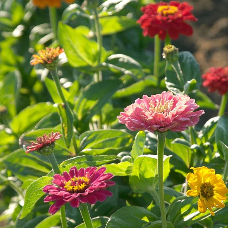 Dahlia Flowered Zinnia Seeds - Image 3