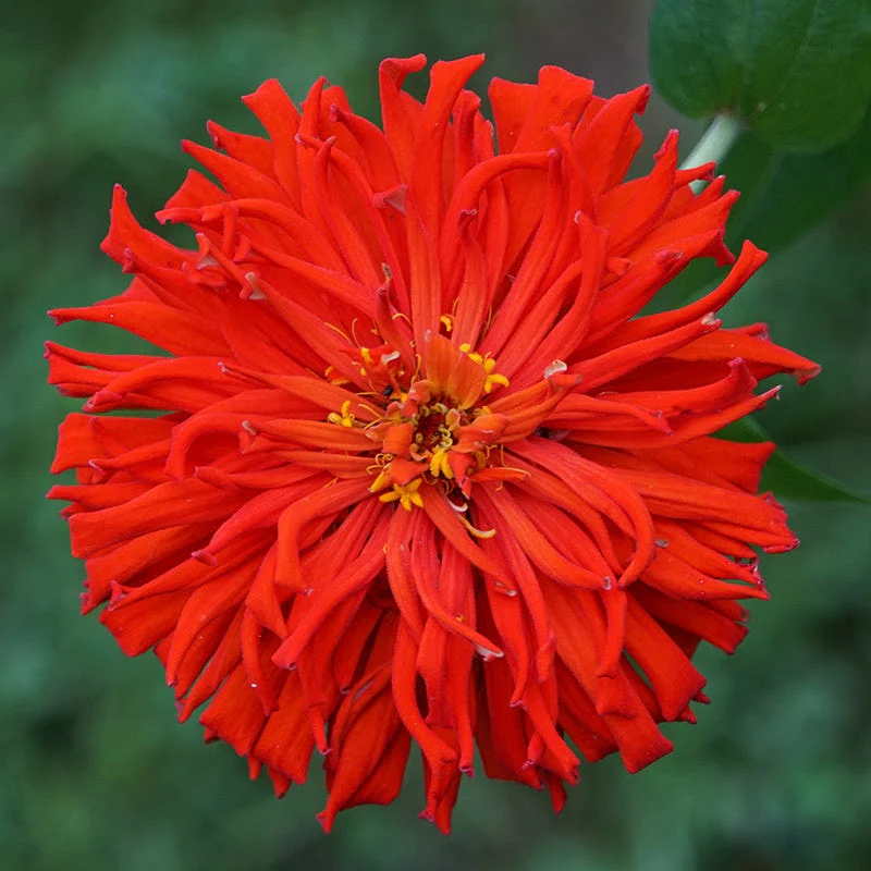 Red Giant Cactus Zinnia Seeds - Image 2