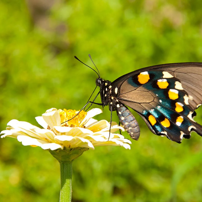 Isabellina Zinnia Seeds - Image 3