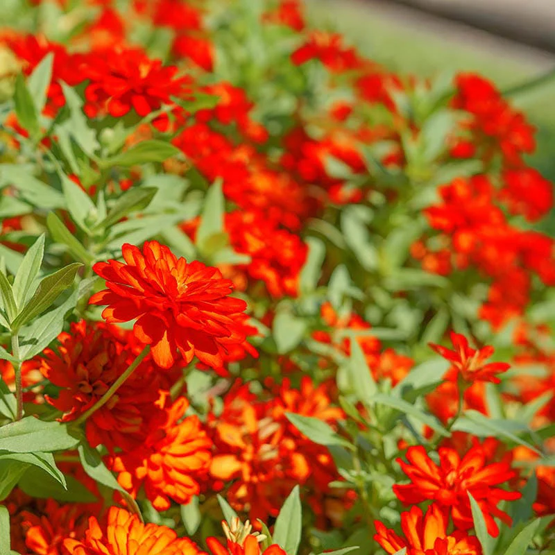 Orange King Zinnia Seeds - Image 3