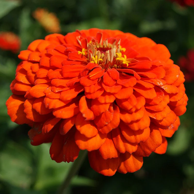 Orange King Zinnia Seeds - Image 4