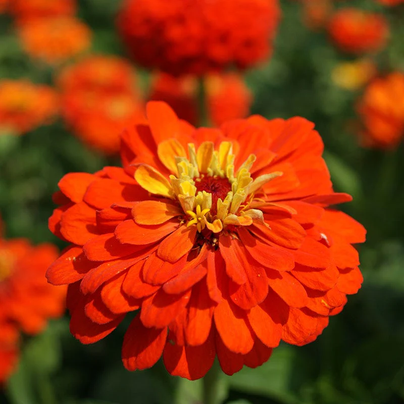 Orange King Zinnia Seeds - Image 5