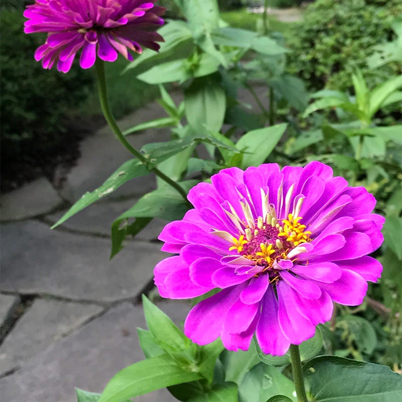 Purple Prince Zinnia Seeds - Image 3